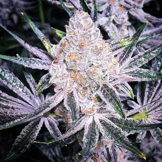Cannabissamen Purple Sunset RBX2 feminisiert für Indoor und Outdoor